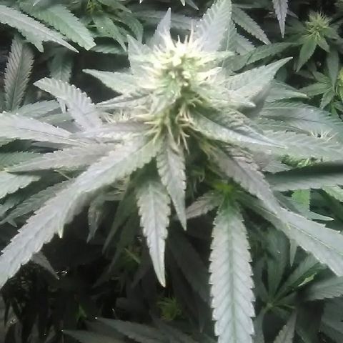 Unknown strain growlog timeline photo