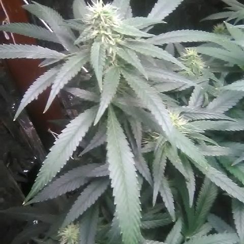 Unknown strain growlog timeline photo
