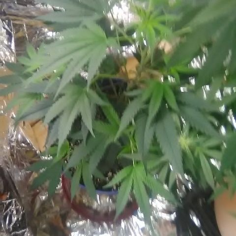 Unknown strain #4 blue pot male plant growlog timeline photo