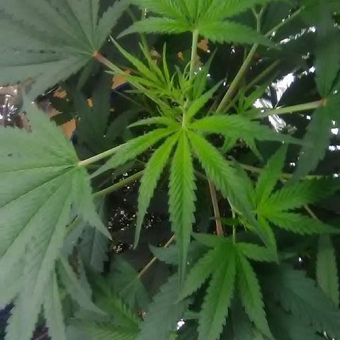 Unknown strain #4 blue pot male plant growlog timeline photo