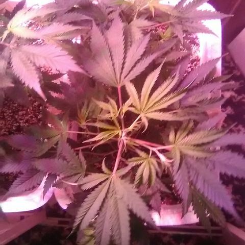 Grape growlog timeline photo