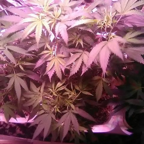Grape growlog timeline photo