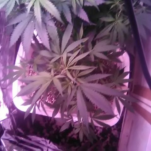 Grape growlog timeline photo
