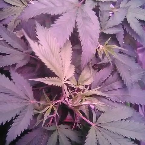 Grape growlog timeline photo