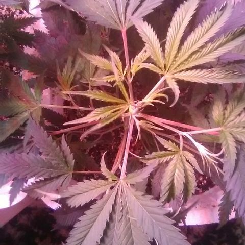 Grape growlog timeline photo