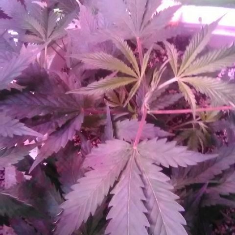 Grape growlog timeline photo