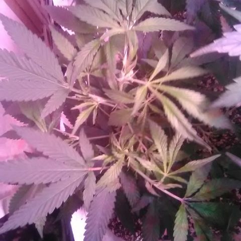 Grape growlog timeline photo