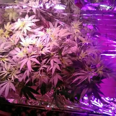 Grape growlog timeline photo