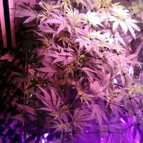 Grape growlog timeline photo