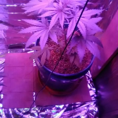 Grape growlog timeline photo