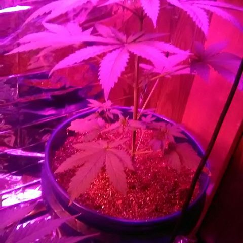 Grape growlog timeline photo
