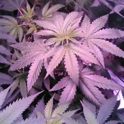 Glueberry #1 male growlog timeline photo