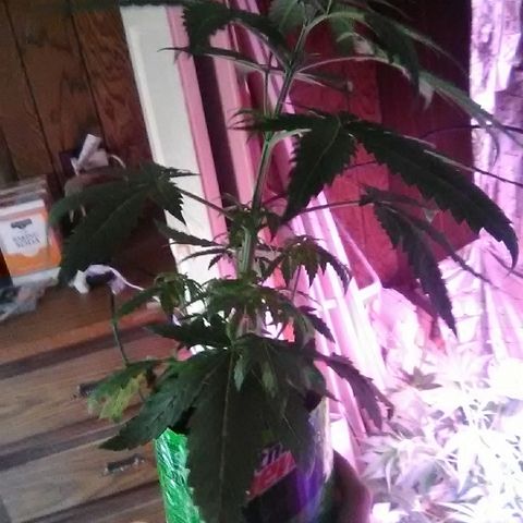 Glueberry #1 male growlog timeline photo