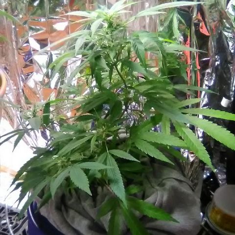 Clipping number 2 from dad  growlog timeline photo