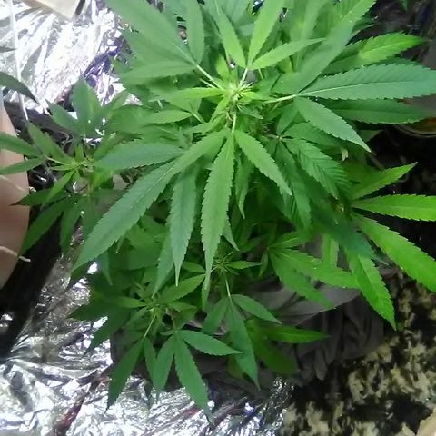 Clipping number 2 from dad  growlog timeline photo