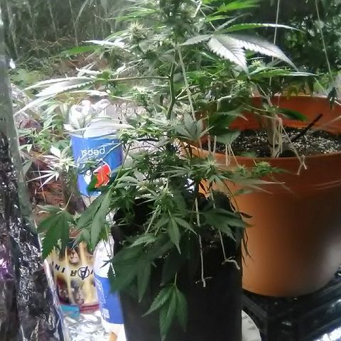 Unknown strain #1 growlog timeline photo
