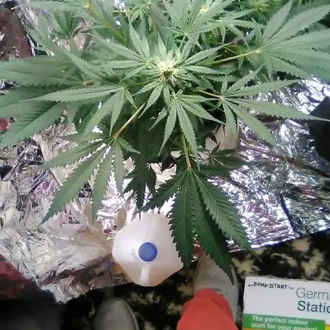 Unknown strain #1 growlog timeline photo