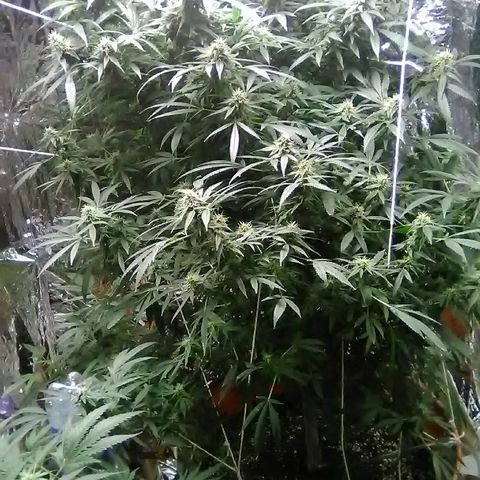 Unknown strain growlog timeline photo