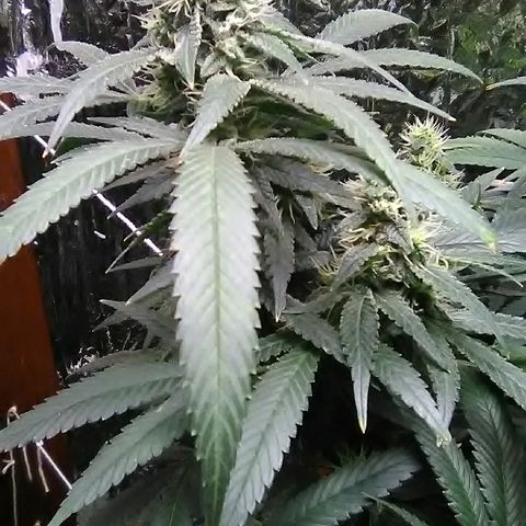 Unknown strain growlog timeline photo