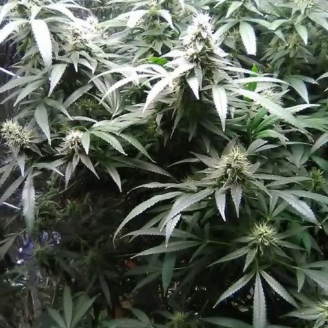 Unknown strain growlog timeline photo