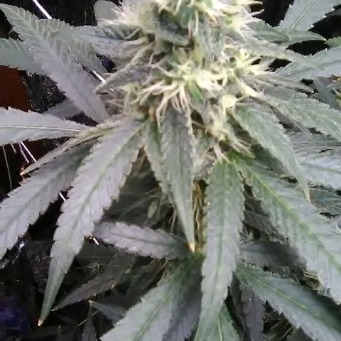 Unknown strain growlog timeline photo