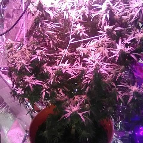 Unknown strain growlog timeline photo