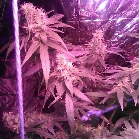 Unknown strain growlog timeline photo