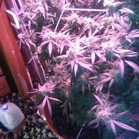 Unknown strain growlog timeline photo