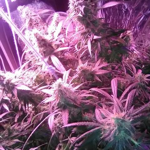 Unknown strain growlog timeline photo