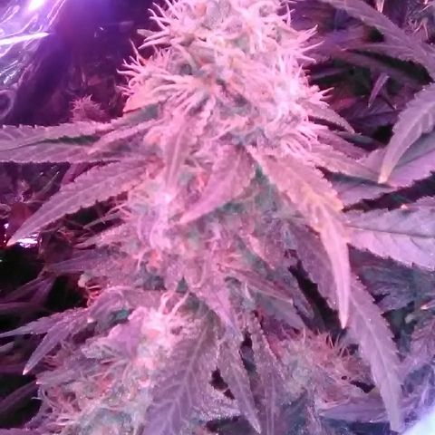Unknown strain growlog timeline photo