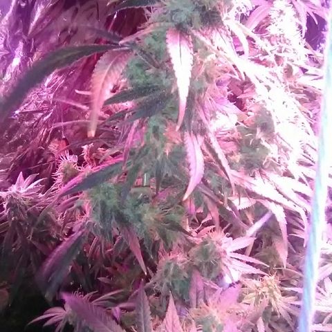 Unknown strain growlog photo: Main cola