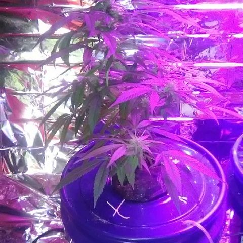 Clipping number 2 from dad  growlog timeline photo