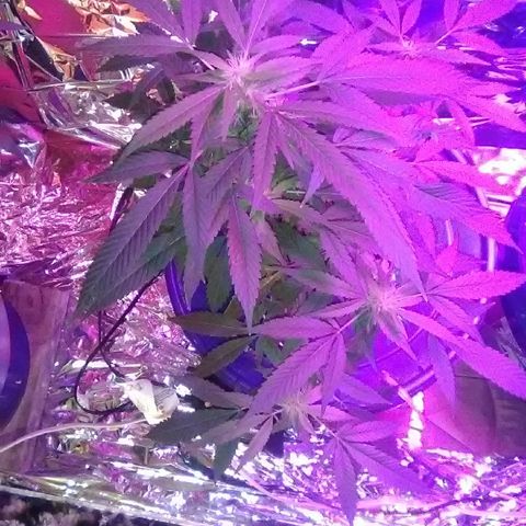 Clipping number 2 from dad  growlog timeline photo