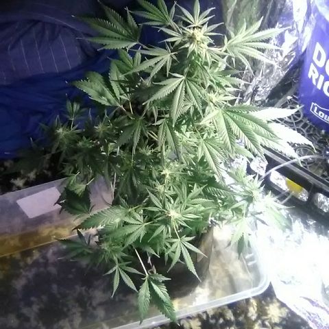 Unknown strain #1 growlog timeline photo