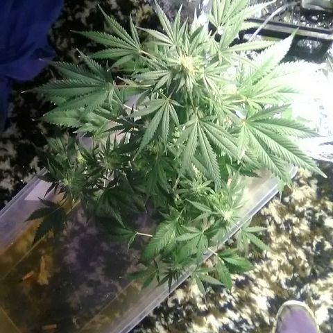 Unknown strain #1 growlog timeline photo