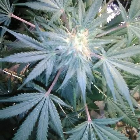 Unknown strain #1 growlog timeline photo