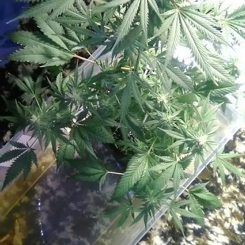 Unknown strain #1 growlog timeline photo