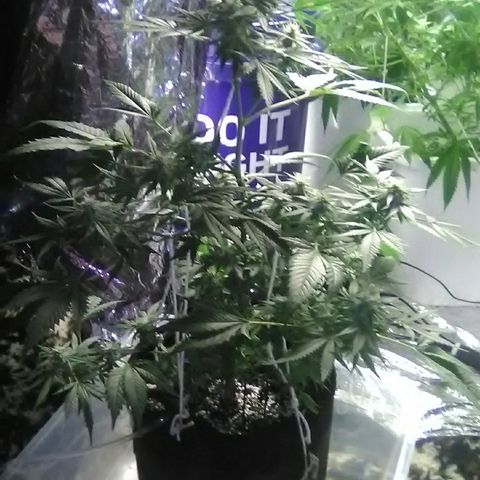 Unknown strain #1 growlog timeline photo