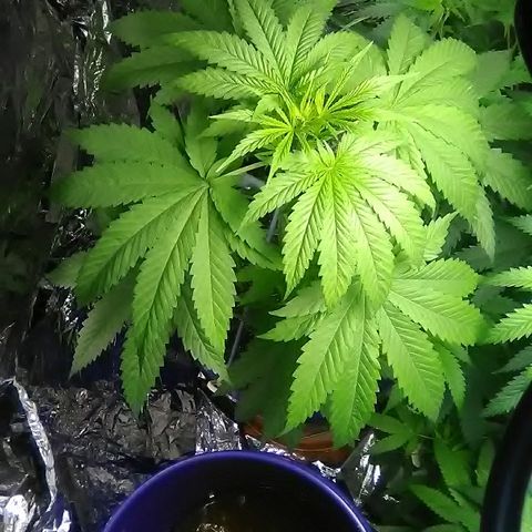 Glueberry #1 male growlog timeline photo