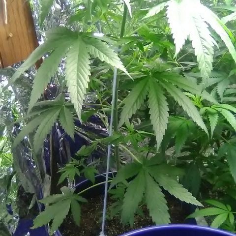 Glueberry #1 male growlog timeline photo