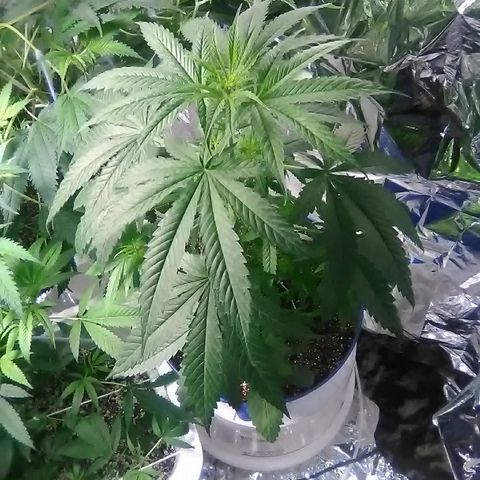 Grape growlog timeline photo
