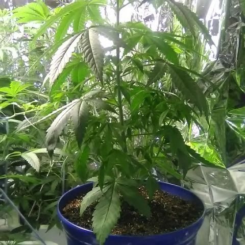 Grape growlog timeline photo
