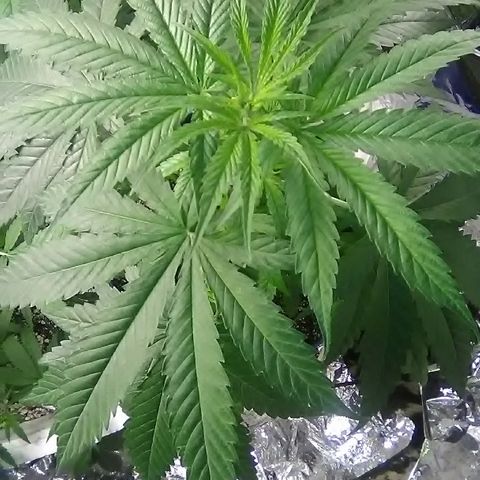 Grape growlog timeline photo