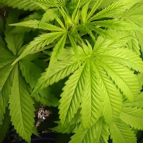 Glueberry #1 male growlog timeline photo