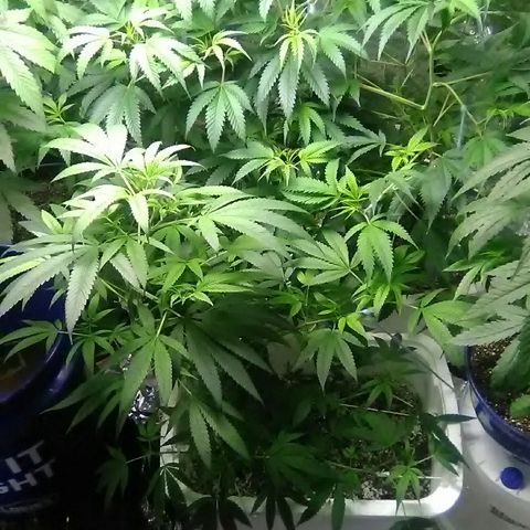 Grape growlog timeline photo