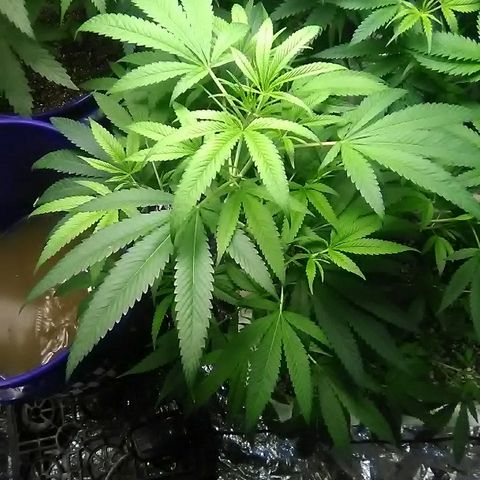 Grape growlog timeline photo