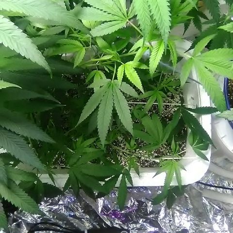 Grape growlog timeline photo