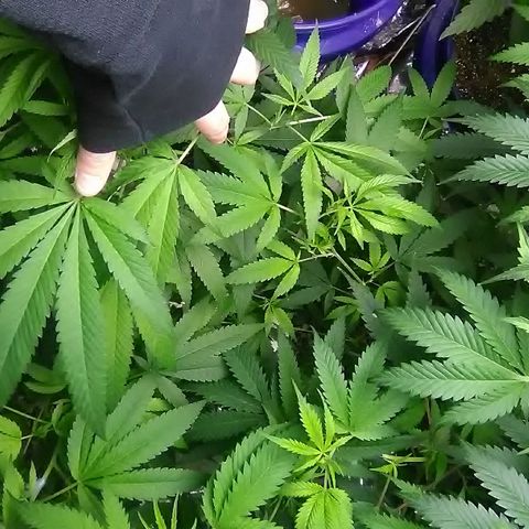 Grape growlog timeline photo