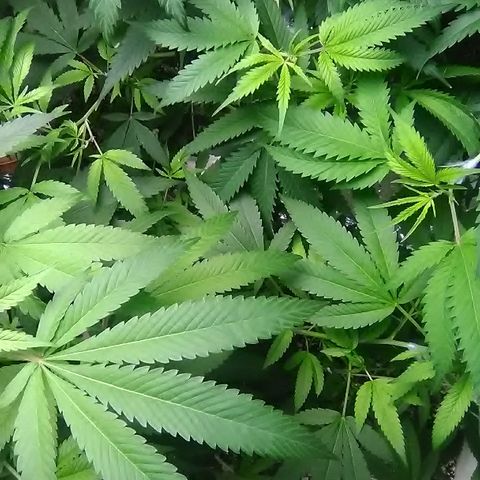 Grape growlog timeline photo