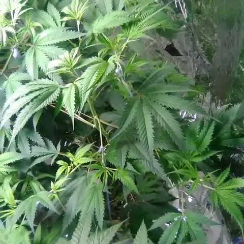 Grape growlog timeline photo